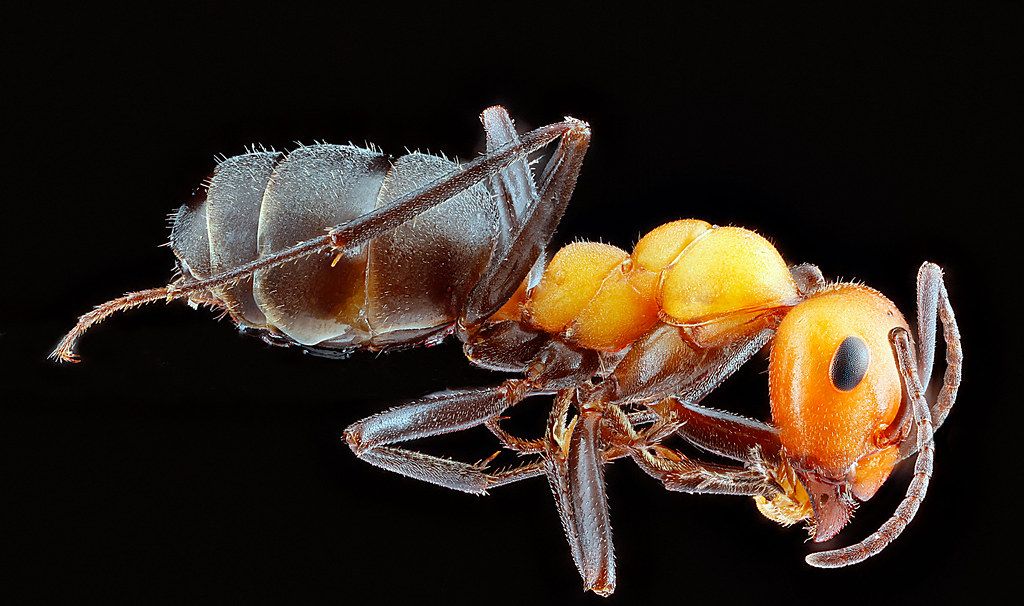 Ant Control service in Gilroy, CA