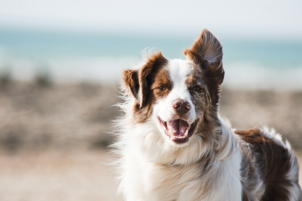Flea & Tick Control service in Gilroy, CA