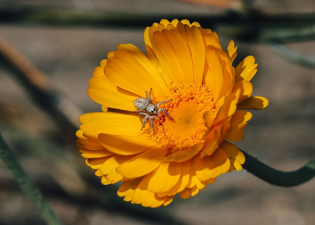 Spider Control service in Gilroy, CA